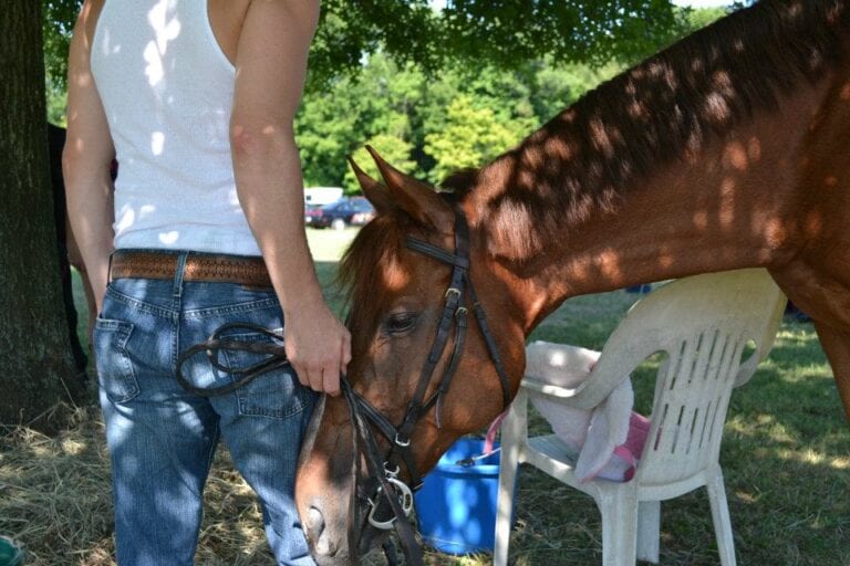 Equine Rescue Organization in Grafton, OH | Angels Haven Horse Rescue