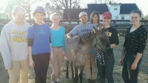 Angels Haven Horse Rescue – Helping Horses Helping People