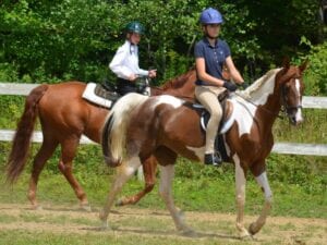 Angels Haven Horse Rescue – Helping Horses Helping People